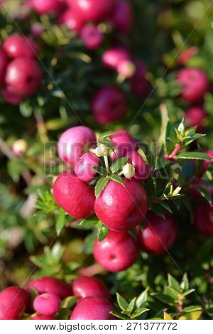 Prickly Heath Pink Berries - Latin Name - Gaultheria Mucronata (pernettya Mucronata)