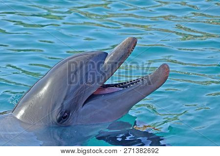 Relaxation Dolphin Emerged From The Water And Laughs. Sunny Day In The Dolphin Reef In Eilat, Red Se