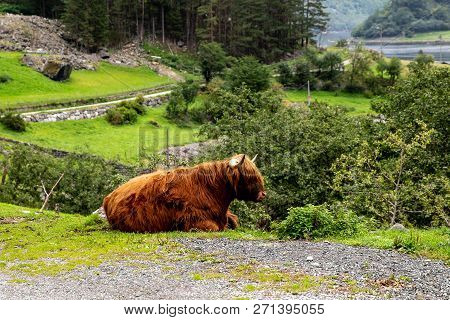 Big Musk Ox In Its Habitat, Natural Landscape On The Background.