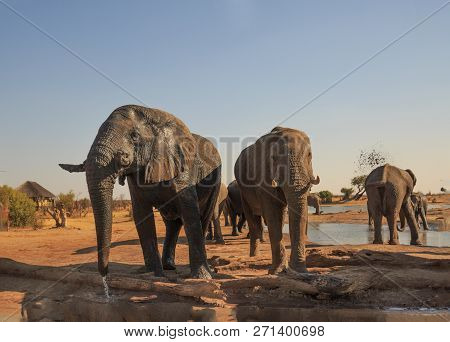 Elephants Standing Drinking In The Grounds Of Nehimba Lodge, With A Small Log Pile In The Foreground
