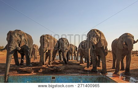 Cheeky Herd Of African Elephants Drinking Fresh Water From The Camp Swimming Pool, With A A Natural 
