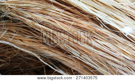 Group Of Hemp Rope Fiber Texture Pattern Background.