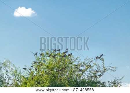 Group Of Birds At Treetop