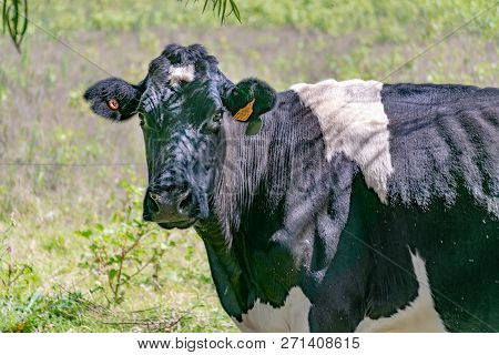 Cow Looking Straight At The Camera