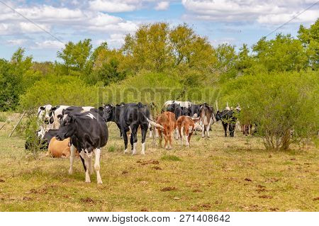 Group Of Cows At Field, San Jose, Uruguay