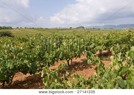 mooie wijngaard landschap in Catalaans, Spanje