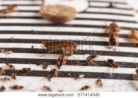 Lots Of Cockroaches Have Been Caught By The Sticker Or Catcher With Baits