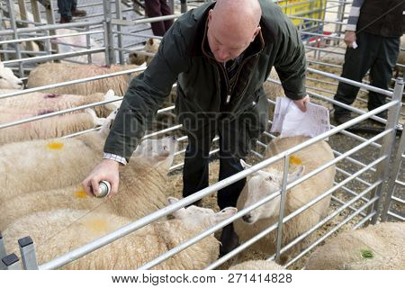 Winslow, Uk - November 26, 2018. Sheep Are Marked With Spray Paint After Being Sold By Auction At Th