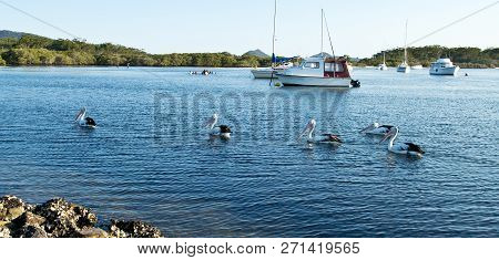 Pelicans And Boats On Myall Lake In Australia.