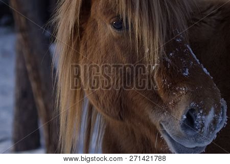 Yakut Horses In The Winter In The Snow. The Breed Of Yakut Horses.