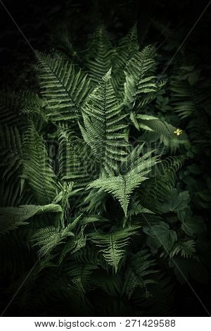 Fern In The Dark Forest. Beautiful Fern Leaves And Bushes In The Park. Forest Landscape.