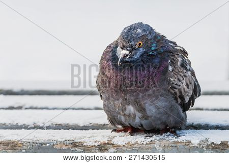 A Gray Pigeon With Rainbow Neck And Bright Eyes Is On An Old Shabby Gray Wooden Bench With White Sno