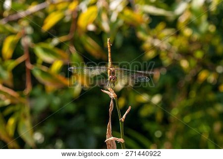 Dragonfly Sitting On Dry Branch. Beautiful Dragonfly Or Sympetrum Dragonfly (sympetrum Flaveolum) In