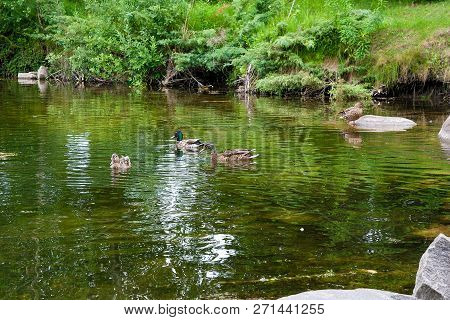 Group Of Mallard Ducks Floating On A Pond At Summer Time.