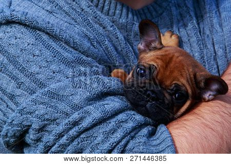 Little Puppy Of French Bulldog In Human Arms