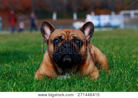 Dog Breed French Bulldog Is Lying On Green Grass
