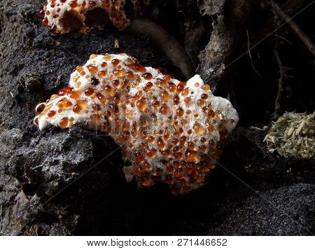 Yellow Bleeding Tooth Mushroom, Framed By Brown Mushrooms