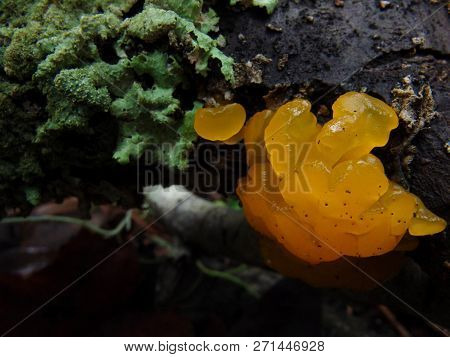 Yellow Whiches Butter Mushroom Jelly By Lichen
