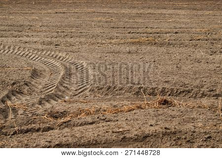 Empty Autumn Field After Harvesting With Rests Of Dry Plants And Traces Of Tracklaying Tractor.