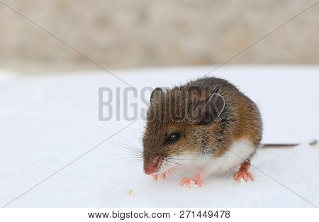 Baby Deer Mouse In The Snow With Blurred Beige Stone Background