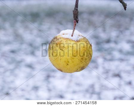 Yellow Apple Covered With Snow In A Winter Garden