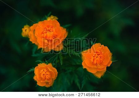 Three Trollius Asiaticus With Copy Space On Greenery. Beautiful Orange Flowers Of Globeflower Close 