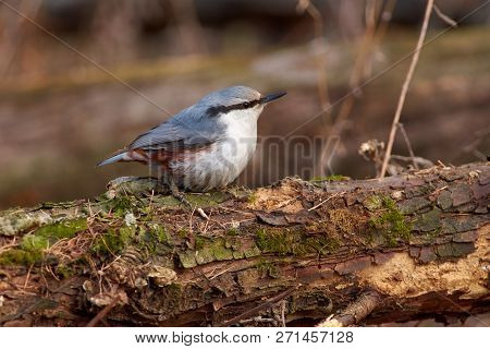 Eurasian Nuthatch (wood Nuthatch) Sits On A Fallen Log In A Forest Park In Late Autumn.