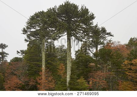 Araucania Trees (araucaria Araucana) In  In Conguillio National Park In Southern Chile