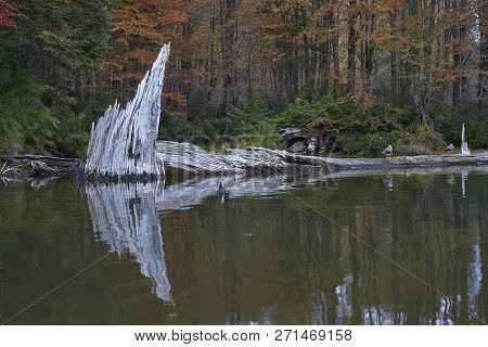 Trees In Autumn Foliage Reflected In The Still Waters Of Laguna Captren In Conguillio National Park 