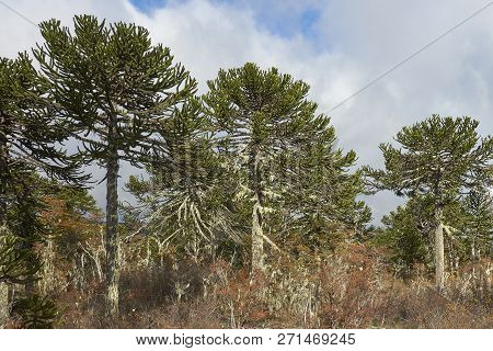 Araucania Trees (araucaria Araucana) In  In Conguillio National Park In Southern Chile
