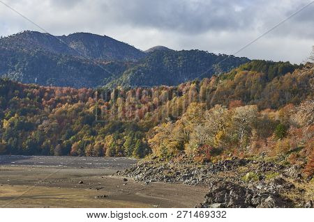 Conguillio National Park In Southern Chile. Lake Shore Of Lago Conguillio Surrounded By Autumn Trees