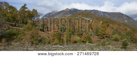 Autumn In Conguillio National Park In Southern Chile. Trees In Autumn Foliage In The Foreground; Eve