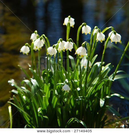 เกล็ด springtime ในป่า