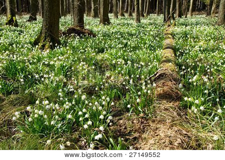 เกล็ด springtime ในป่า