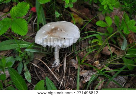 Amanita Vaginata, The Grisette In The Forest, Gray Slim Amanita Mushroom