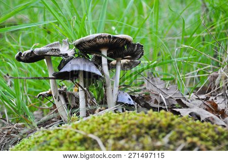 Group Of Small Mushrooms Grow With The Rotten Wood In The Forest