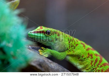 Felzuma Madagascar Or Day Gecko Poisonous Green Sitting On A Tree Branch In A Terrarium In A Pet Sto
