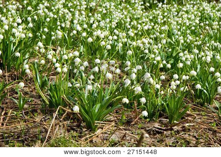 เกล็ด springtime ในป่า