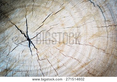 stump texture background / old brown wooden stump with broke cracks on wood grain nature pattern of background