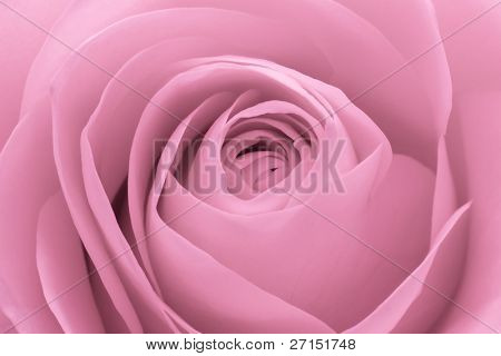 Close up di petali di rosa rosa