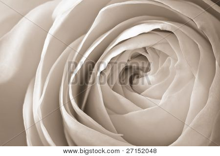 Close up di petali di rose bianchi