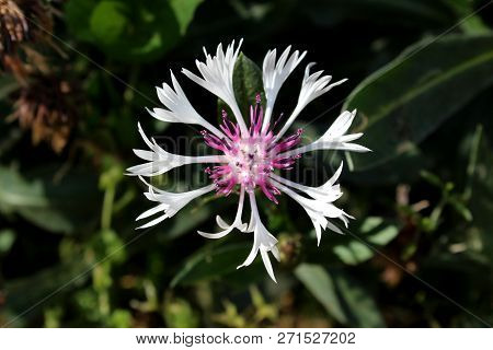 Centaurea Montana Purple Heart Or Mountain Cornflower Perennial Deciduous Hardy Cornflower Plant Wit