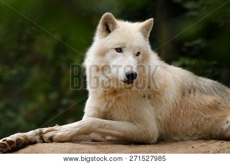 Profile Of An Artistic Wolf In Nature. White Wolf. Photo Of The Animal World. Arctic Wolf In Nature.