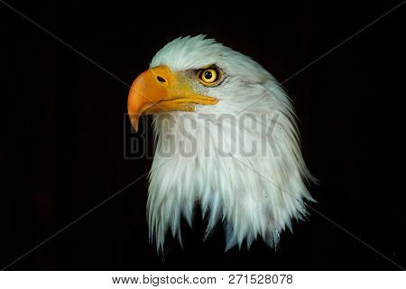 Portrait Bald Eagle Haliaeetus Leucocephalus On The Black Background. Photo Of The Animal World.