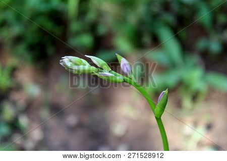 Hosta Or Plantain Lily Herbaceous Perennial Plant With Multiple Closed Flower Buds On Single Upright