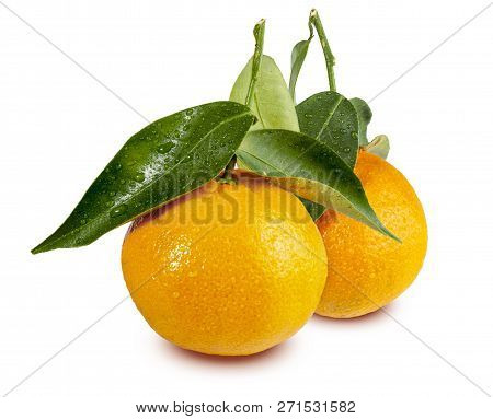 Two (2) Tangerines Freshly Picked With Leaves And Drops Of Water. Isolated On White Background. (cle