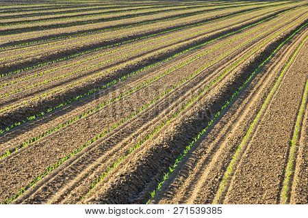 Country Landscape At Summer Near Boves, Cuneo, Piedmont, Italy. Field
