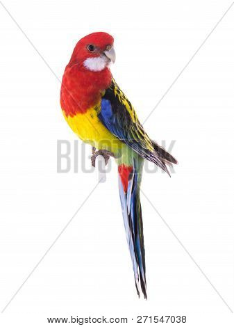 Parrot Rosella Parrot Isolated On White Background