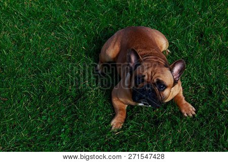 Dog Breed French Bulldog Is Lying On Green Grass