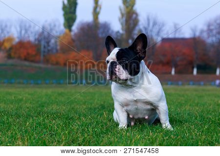 Dog Breed French Bulldog Is Sitting On Green Grass